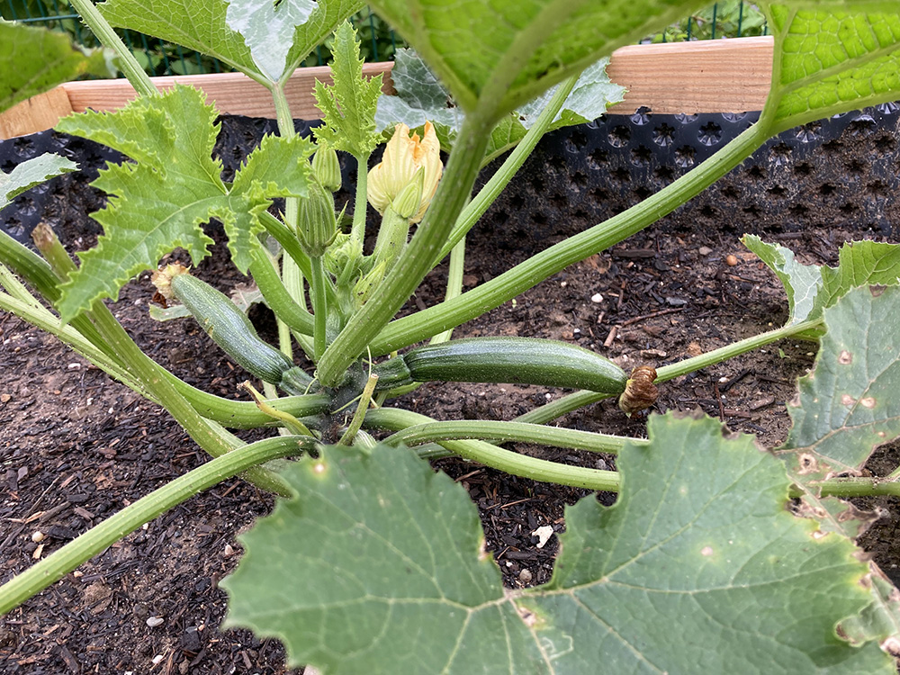 Zucchini im Gartenbeet